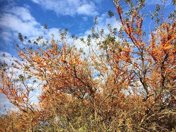 Low angle view of flowering plants against sky