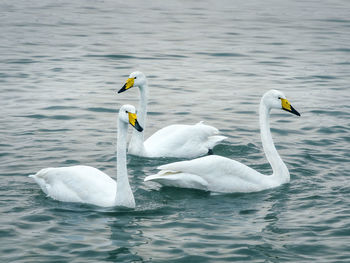 Swan swimming in lake