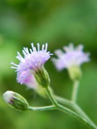 Close-up of purple flowers