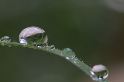 Close-up of dew drops on plant