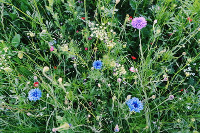 Close-up of purple flowers blooming in field