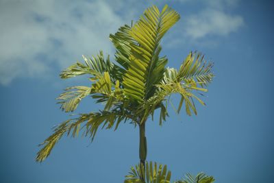 Low angle view of plants against sky