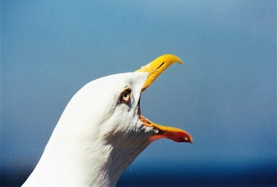 Close-up side view of a bird against clear sky