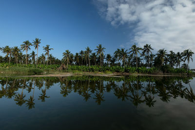 Scenic view of palams reflected in lake against sky