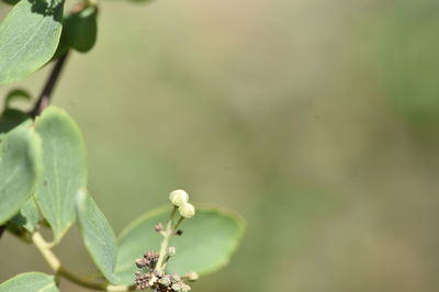 Close-up of flowering plant