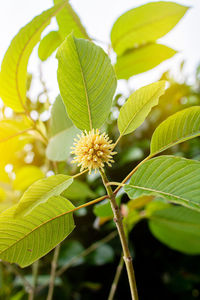 Close-up of plant