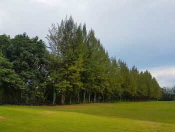 Trees on field against sky