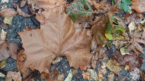 leaf