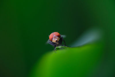 Close-up of fly on leaf