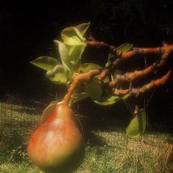 Close-up of plant