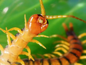 Close-up of insect on water