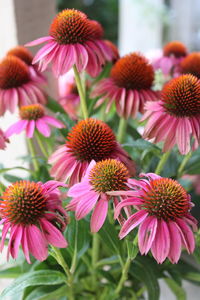 Close-up of pink flowers