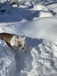 High angle view of dog on snow covered landscape