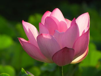 Close-up of pink lotus water lily