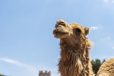 Low angle view of giraffe against sky