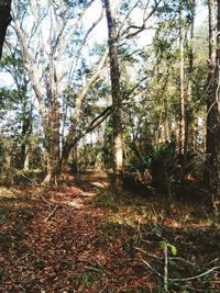 Trees in forest