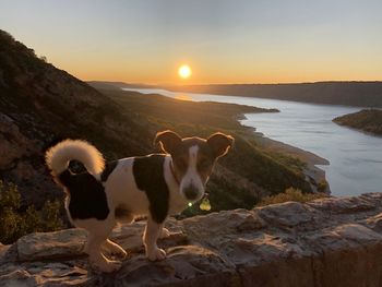 Dogs on rocks at shore against sky during sunset