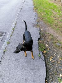 High angle view of a dog