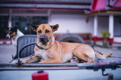 Portrait of dog relaxing outdoors