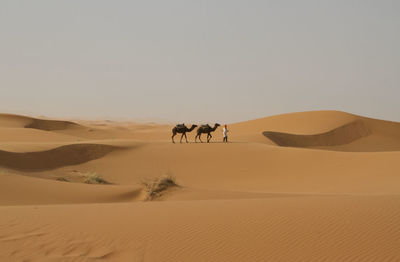 Man with camels at desert against sky