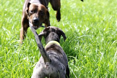 Close-up of dogs on field