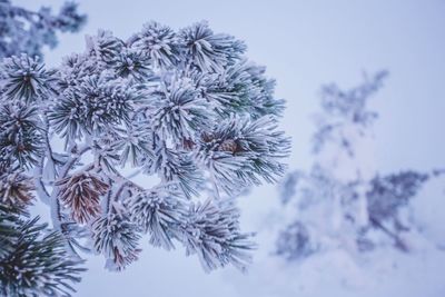 Close-up of flower tree against sky during winter