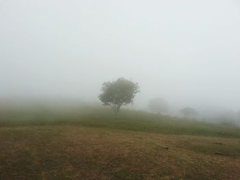 Trees on field against sky during foggy weather