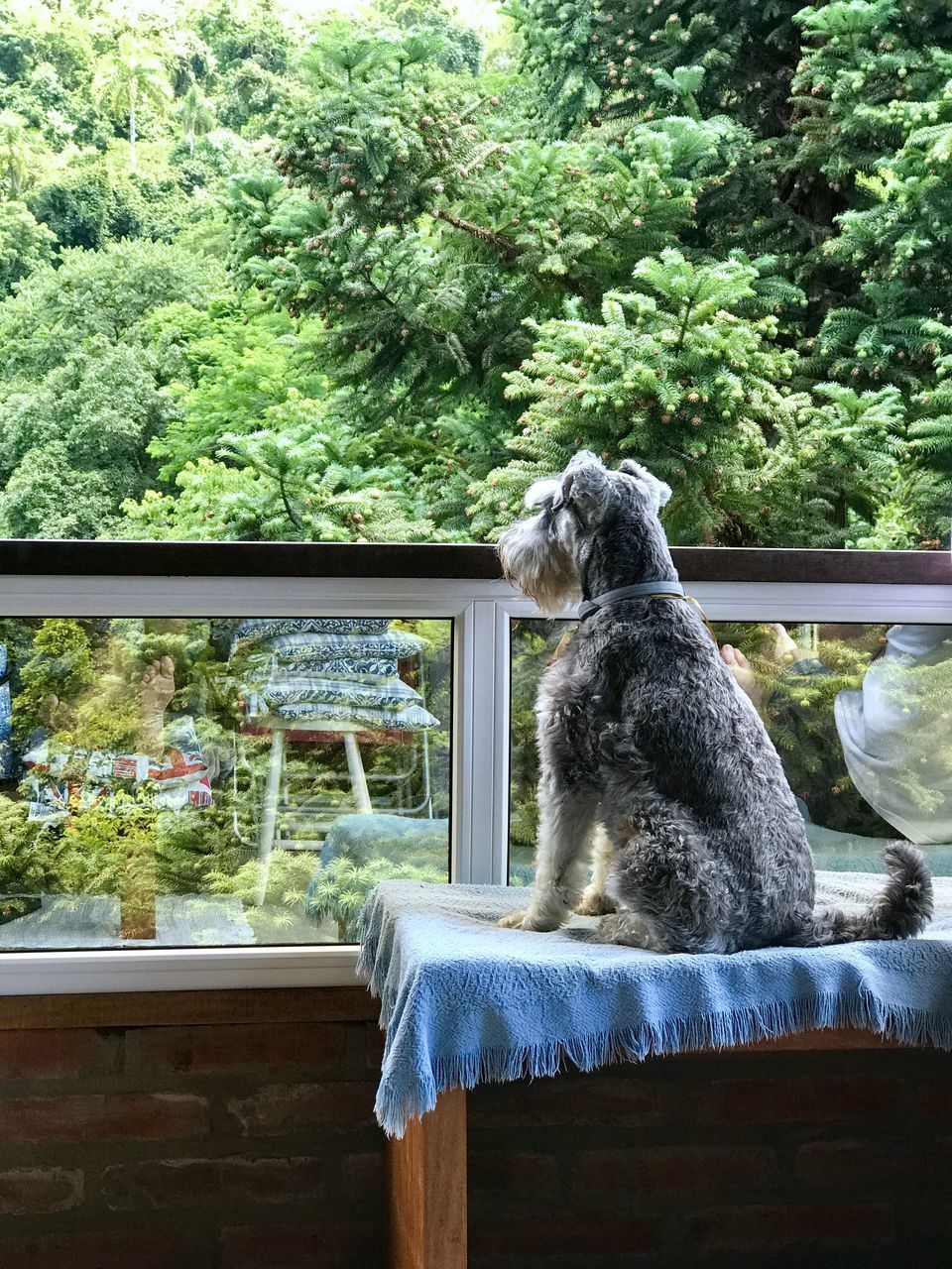 VIEW OF A DOG SITTING ON WINDOW