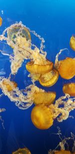 Close-up of jellyfish swimming in sea