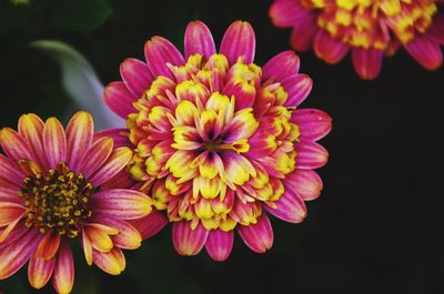 Close-up of fresh pink flower against black background