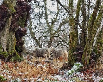 Sheep grazing on field