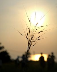 Close-up of silhouette plant against sky during sunset