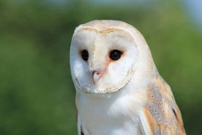 Portrait of owl looking away