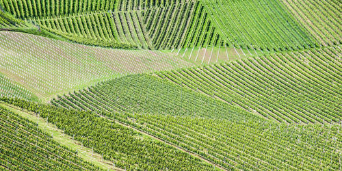 Full frame shot of crops on field