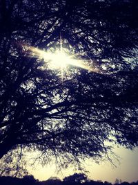 Low angle view of trees against sky