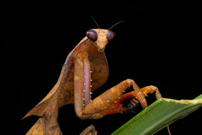 Close-up of insect against black background