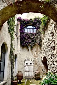 Low angle view of flowering plants on wall of old building