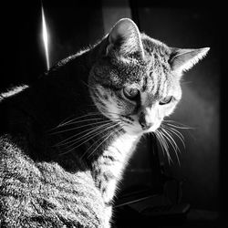 Close-up of a cat looking away