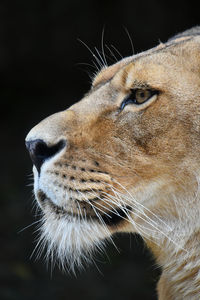 Close-up of lioness looking away