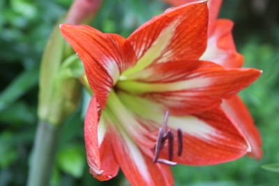 Close-up of red lily