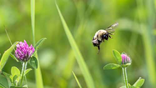 A busy bee flies to the next flower clover