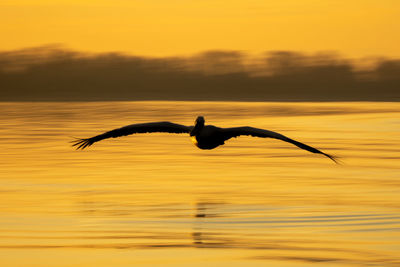 Bird flying over sea against sky during sunset