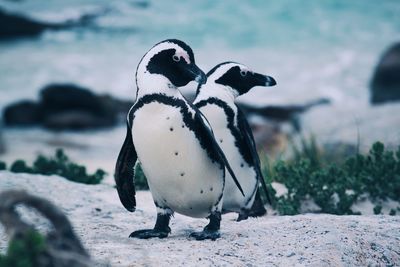 View of penguins on sand