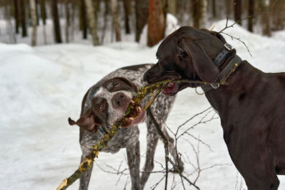 Close-up of a dog on snow