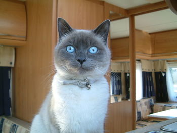 Close-up portrait of siamese cat at home