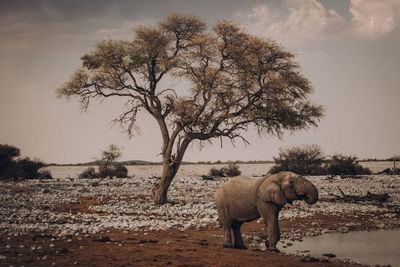 Side view of elephant walking on field