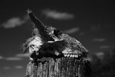 Close-up of lizard on tree stump against sky