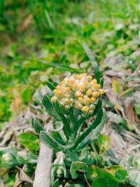 Close-up of flowering plant on land