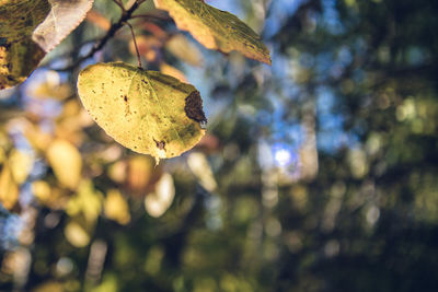 Close-up of autumn leaves on tree