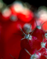 Close-up of insect